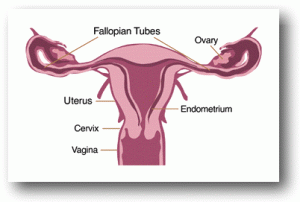 Major causes of infertility in Women Today
