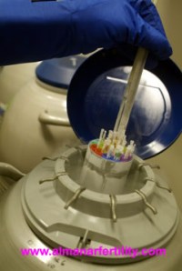 lastocyst & Embryo Freezing in IVF Treatment